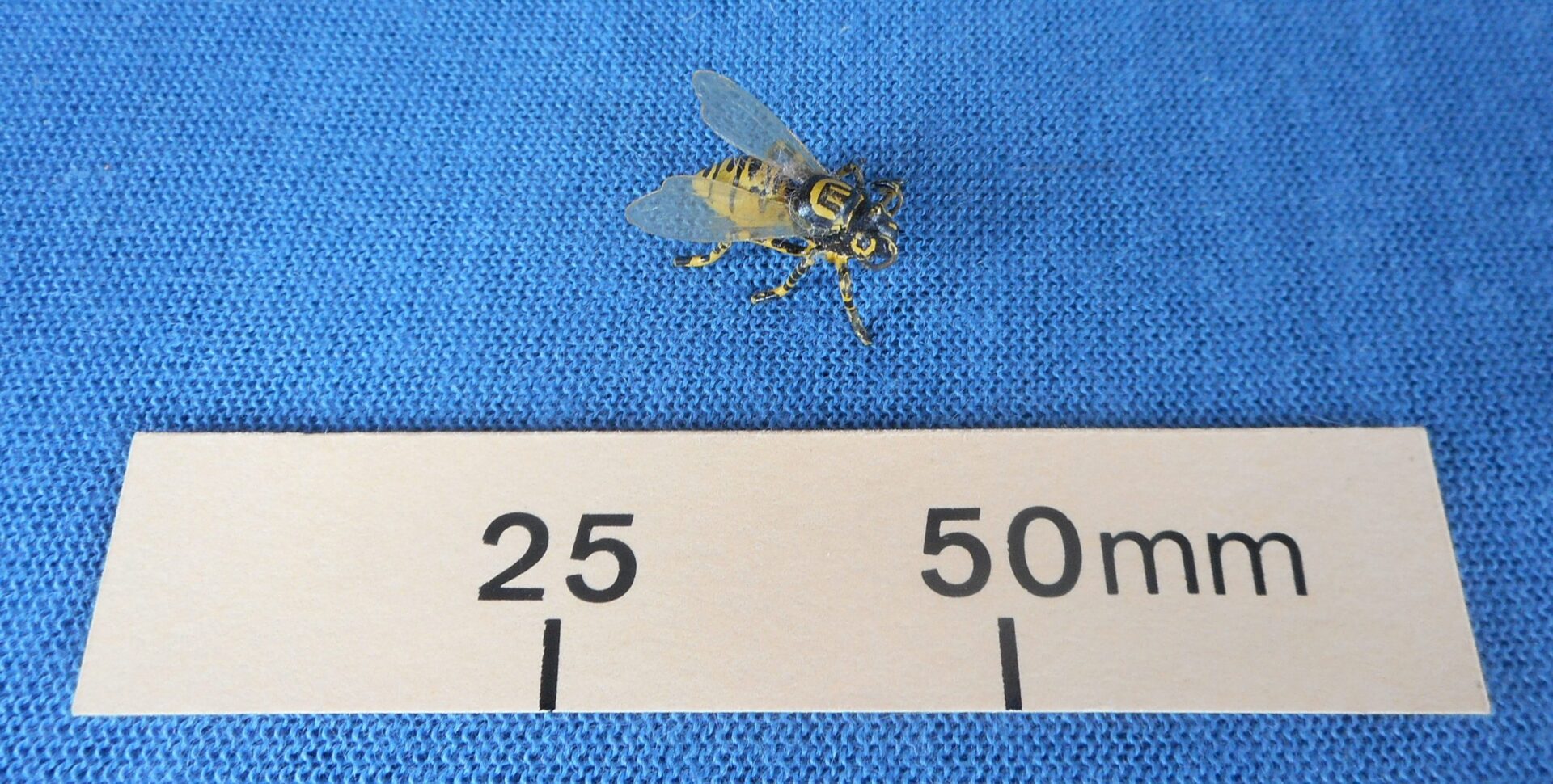 Imitation wasp joke