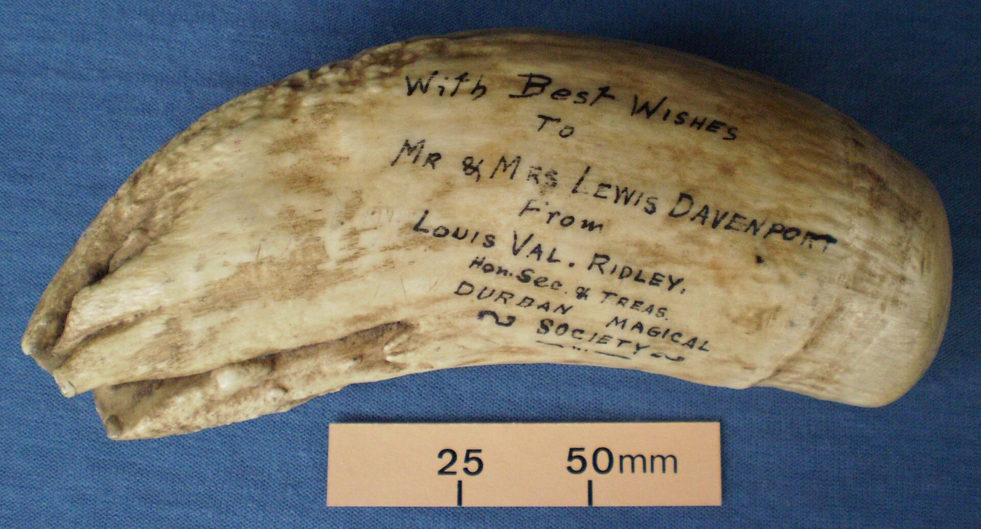 Whale’s tooth gift from Louis Val. Ridley, Durban Magical Society, to Mr and Mrs Lewis Davenport