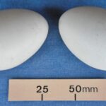 Imitation eggs