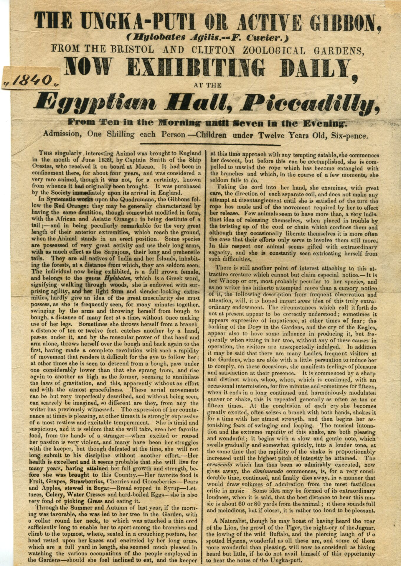 The Ungka-Puti or Active Gibbon at the Egyptian Hall, 1840