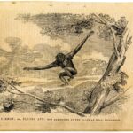 ‘The Mirror’ of 1 August 1840 featuring the Active Gibbon at the Egyptian Hall