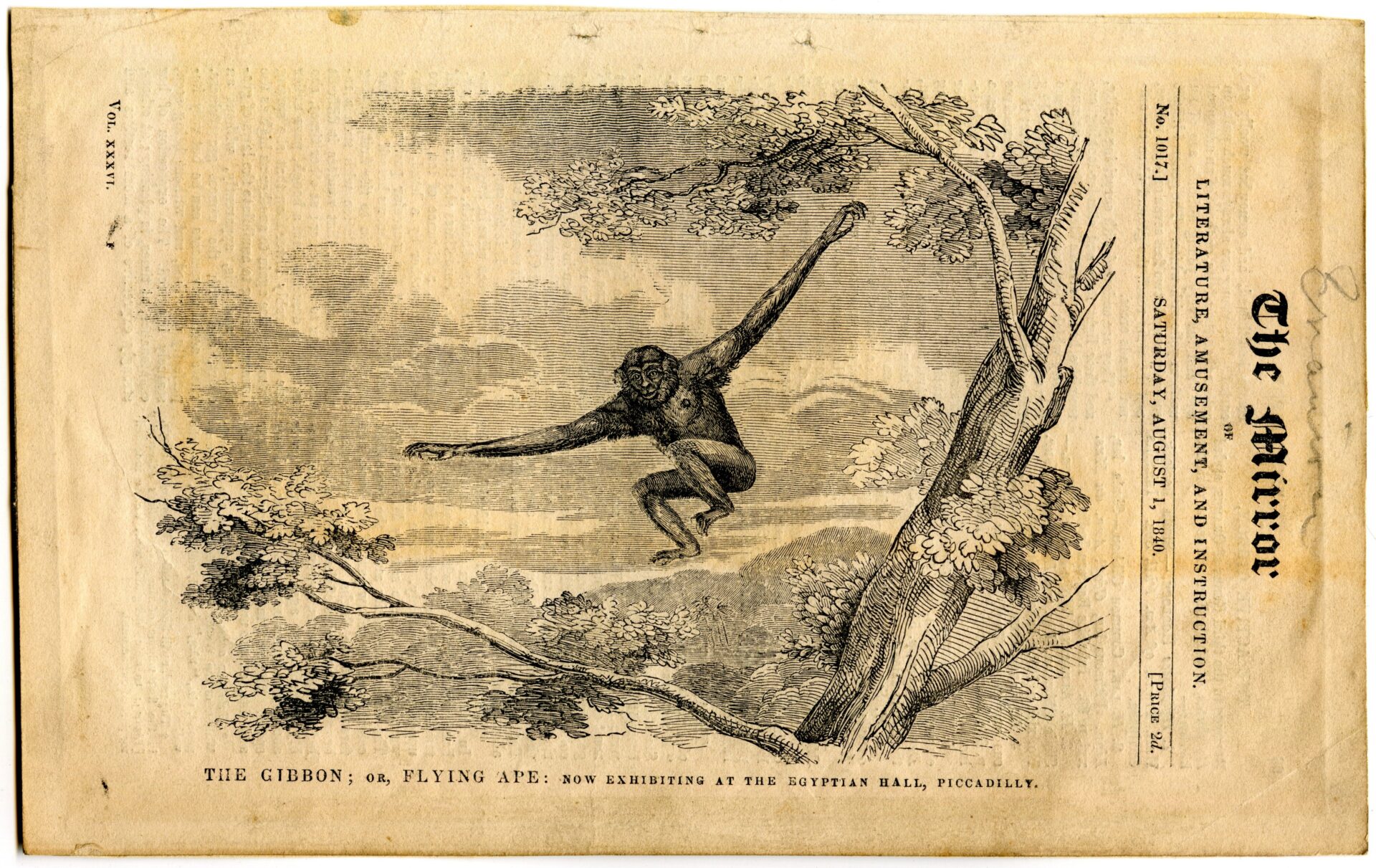 ‘The Mirror’ of 1 August 1840 featuring the Active Gibbon at the Egyptian Hall