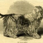 The “Dog in Armour” exhibited at the Egyptian Hall, 1846