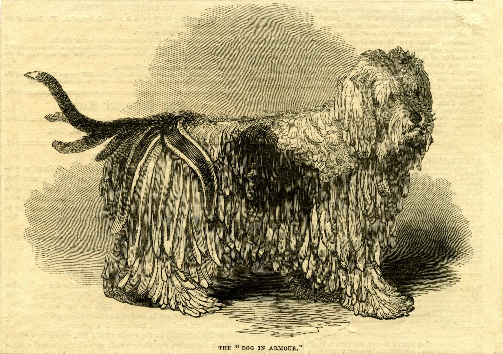 The “Dog in Armour” exhibited at the Egyptian Hall, 1846