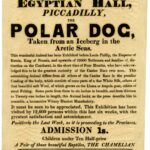 The Polar Dog exhibited at the Egyptian Hall, 1846