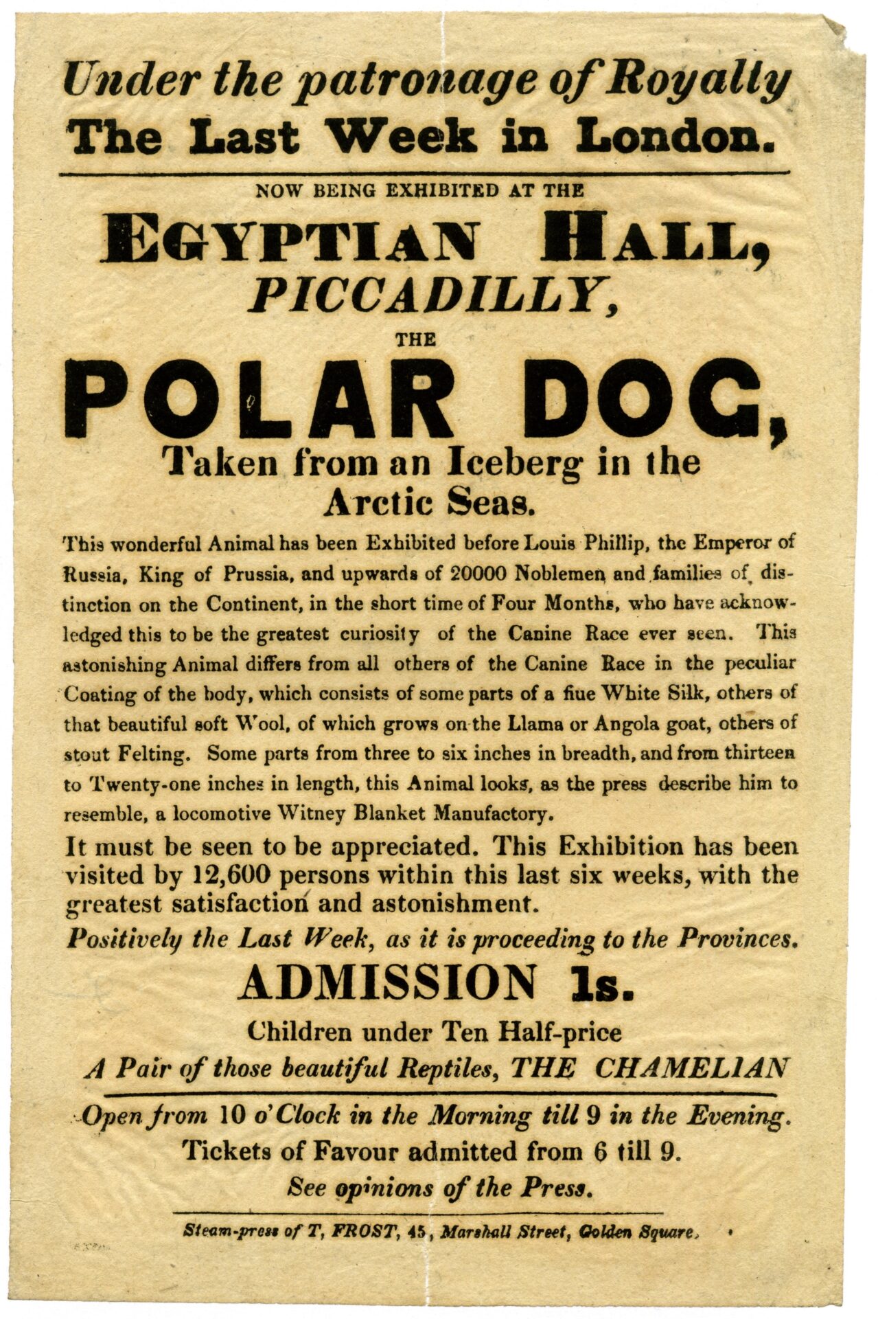 The Polar Dog exhibited at the Egyptian Hall, 1846